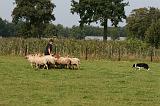 BORDER COLLIE - MOUTONS 033